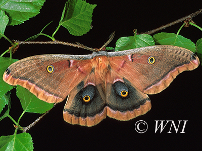 Polyphemus Moth (Antheraea polyphemus)